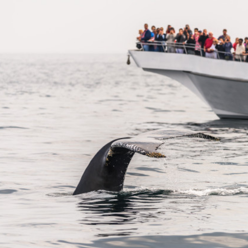 whale-watching-tours
